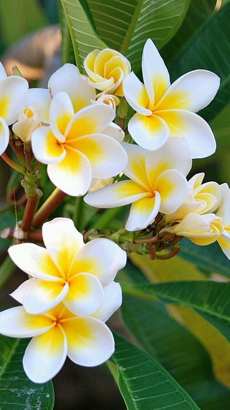 Enchanted Garden Blooming Harmony